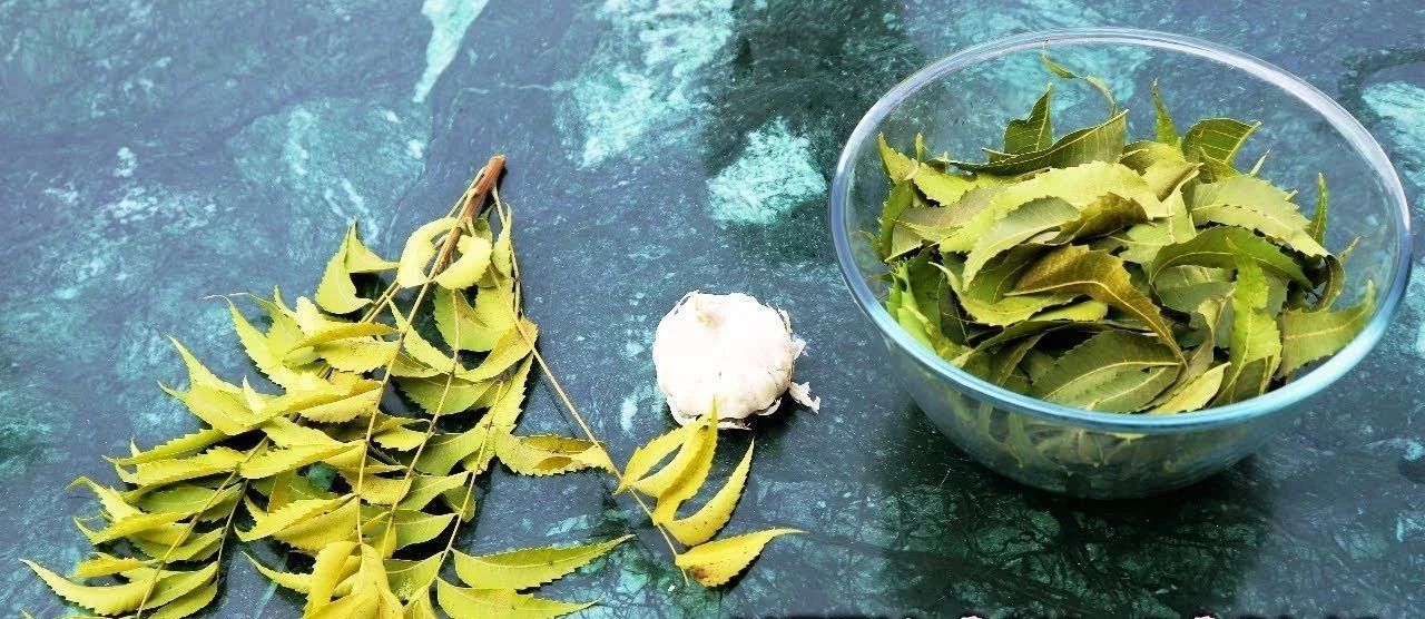 苦楝油杀虫一月喷几次,苦楝树怎么做杀虫剂杀菌