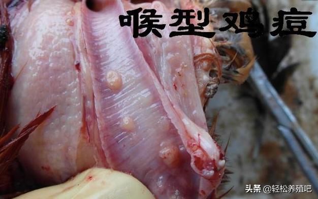 养殖鸡技术措施,鸡痘防治大全