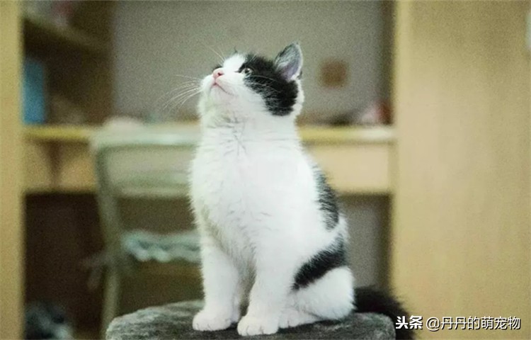 不要在宿舍养宠物,不要在寝室养动物