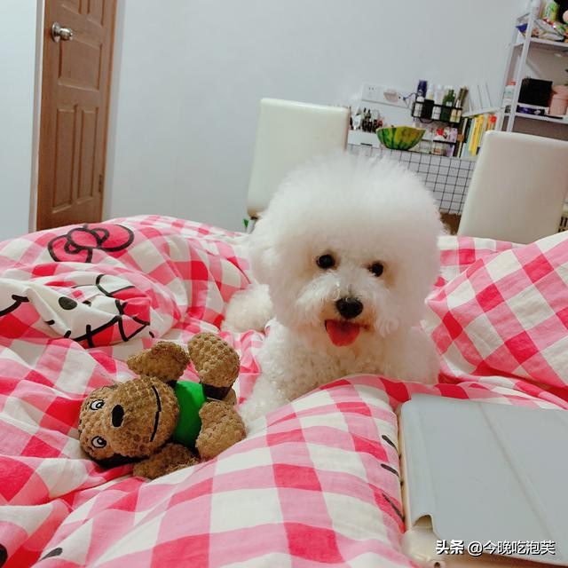 比熊犬体臭解决方法,比熊犬体臭怎么办