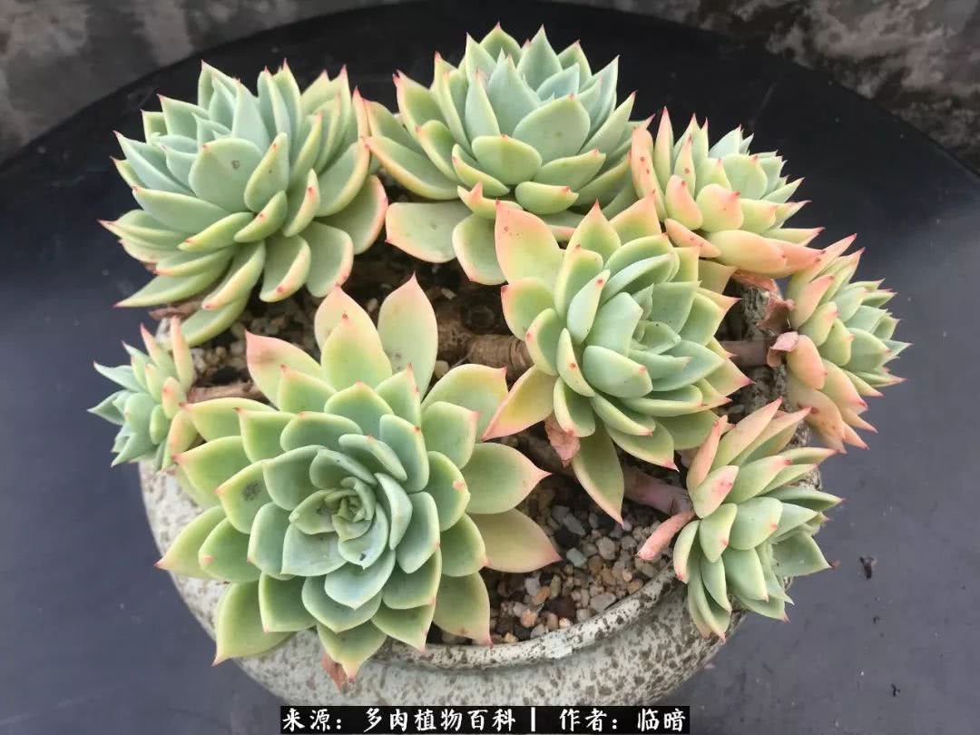 多肉带给我的感情,多肉给人们带什么作用