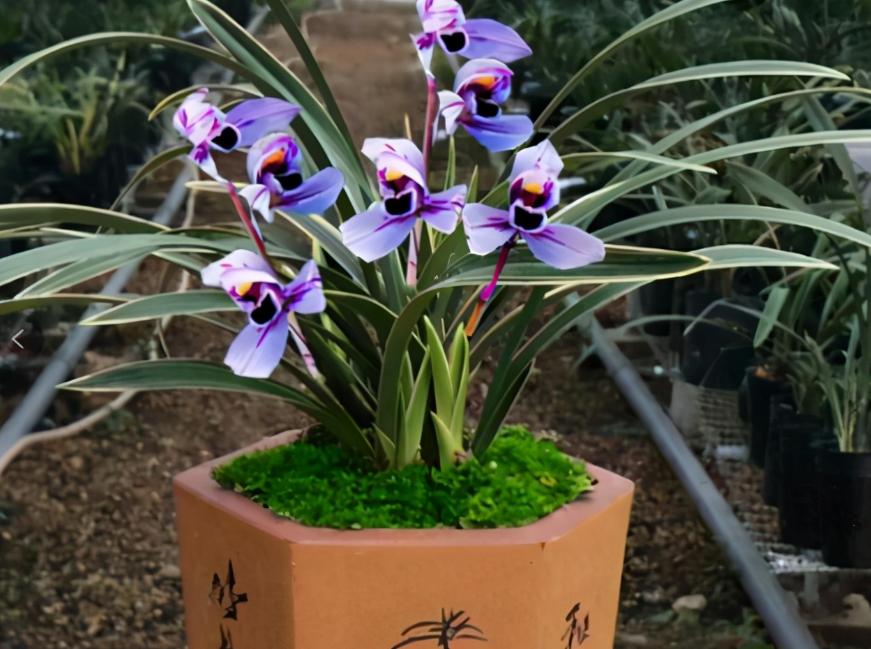 建兰不开花怎么办,建兰花期推迟的原因