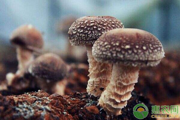 香菇种植技术和栽培方法,香菇种植方法要点