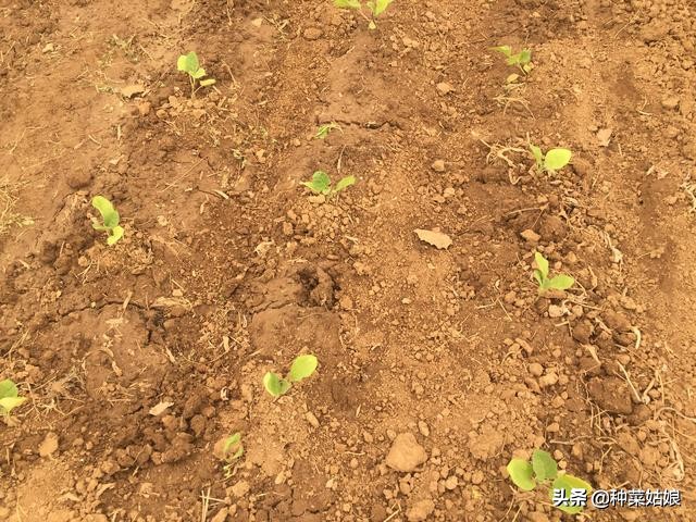 种植叶菜如何掌握浇水,种植瓜果怎么样防腐烂