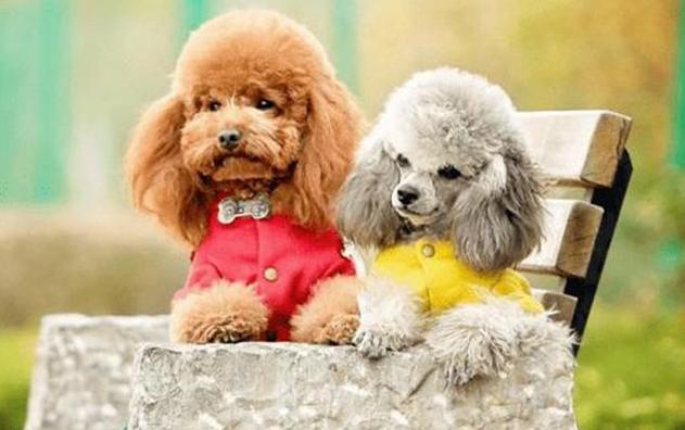 泰迪发情需要关注什么,泰迪发情有什么缓解办法