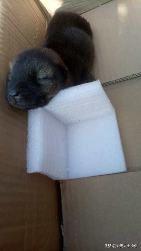 路边捡的小奶狗怎么确定有没有病,疫情期间刚满月的小奶狗