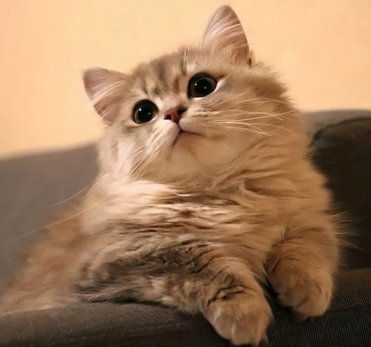 猫咪呕吐突然不亲近人,突然猫咪浑身发抖呕吐粉色物