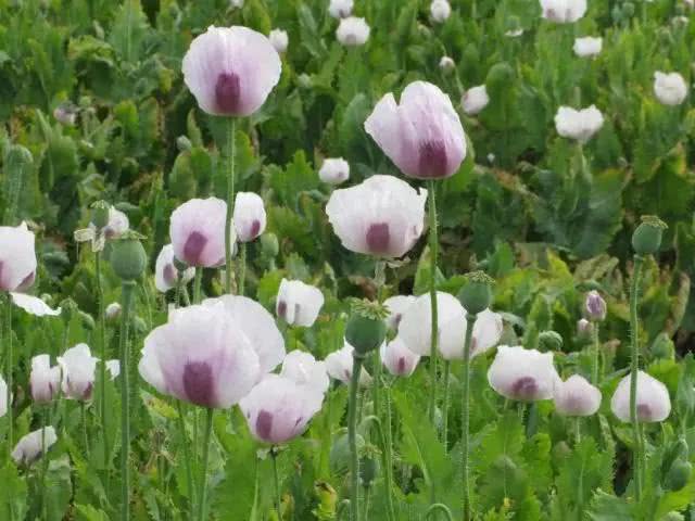 衡水市公安局回放记录,衡水冀州中学杀人案警方通告