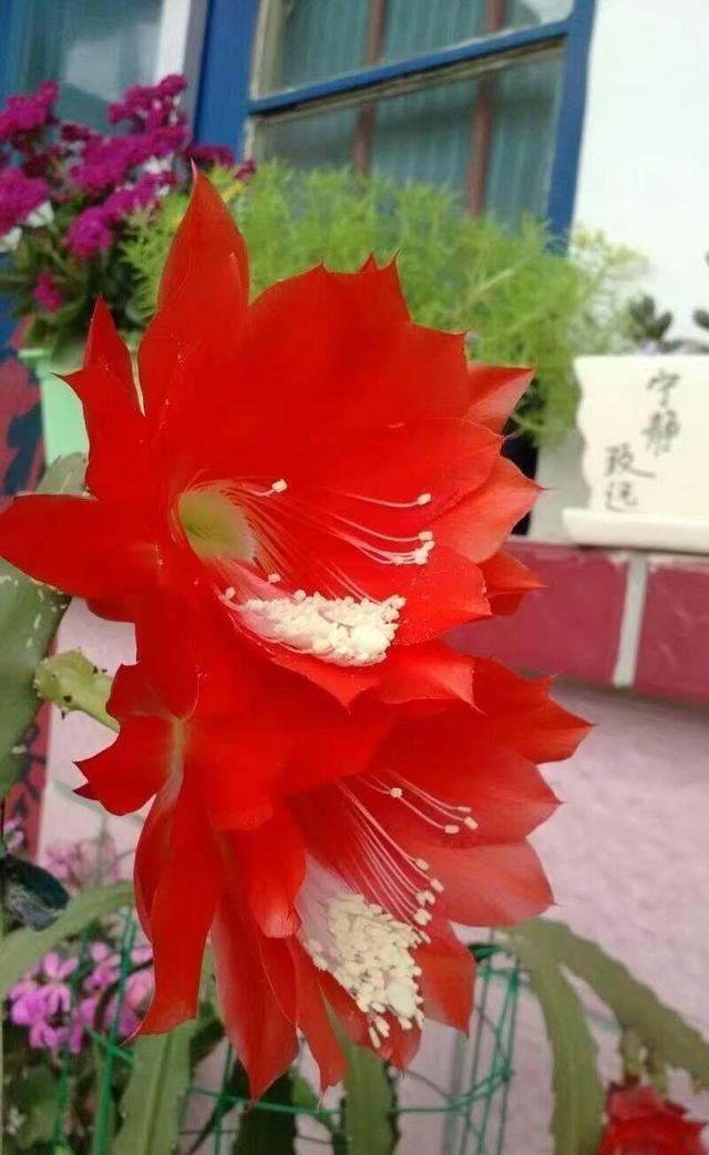 一棵仙人掌开两种颜色的花,一棵仙人掌