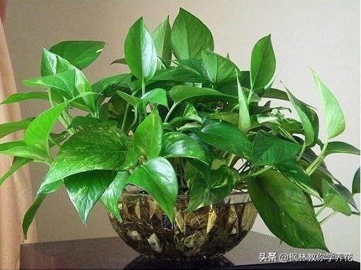 刚移栽的绿萝要天天给叶子喷水吗,绿萝长得好靠哪三种水