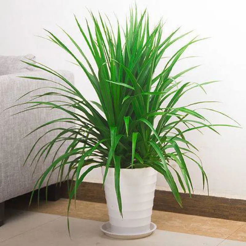 龙须树步步高升,龙须树好运