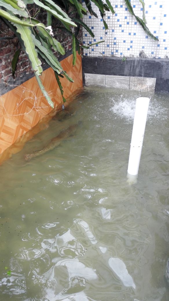 记录养龟人的入坑之路,每个养龟人梦寐以求的态势