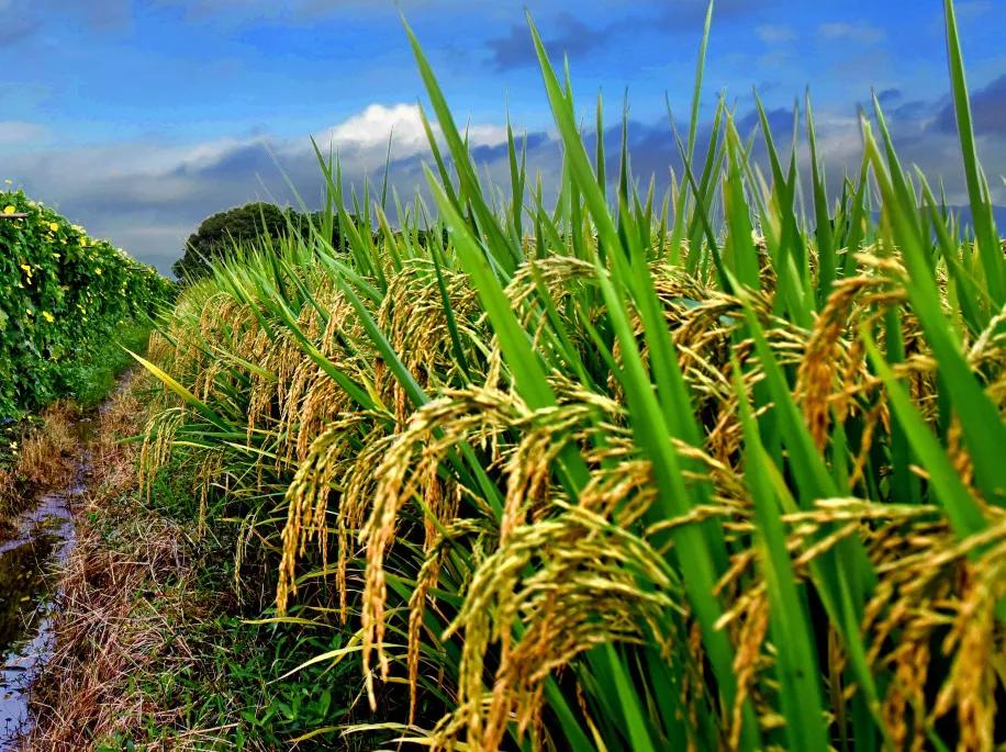 当丰收节遇上中秋节,当中秋节遇上教师节美食