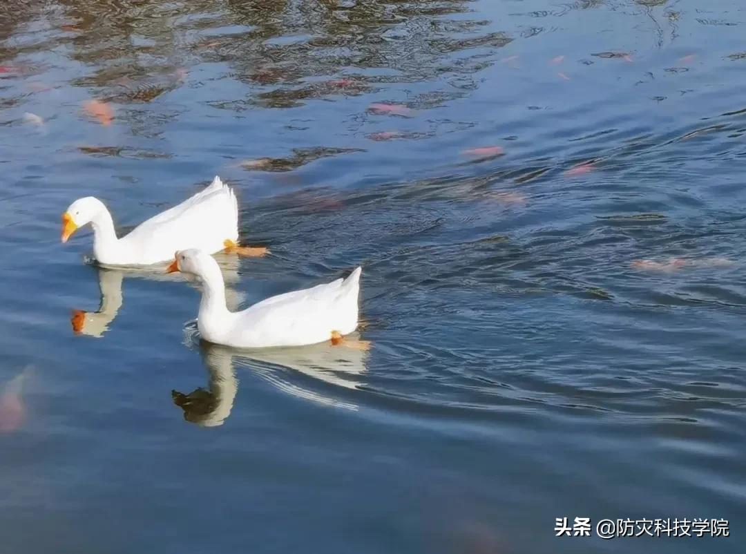 防灾“治疗术”，治愈不开心！