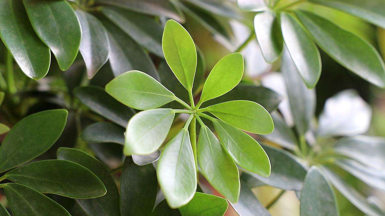 水培鸭掌木不翠绿怎么回事,鸭掌木叶子不油亮