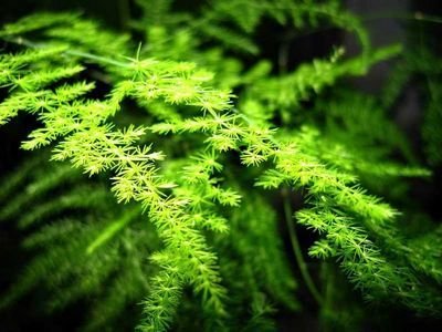 文竹叶子发黄怎么养,文竹叶子从下往上发黄怎么办