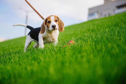 猎犬选什么犬好,狗狗猎犬有哪几种