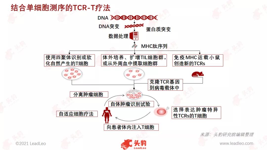 tcrt细胞疗法与cart区别,tcr-t疗法治疗肝癌