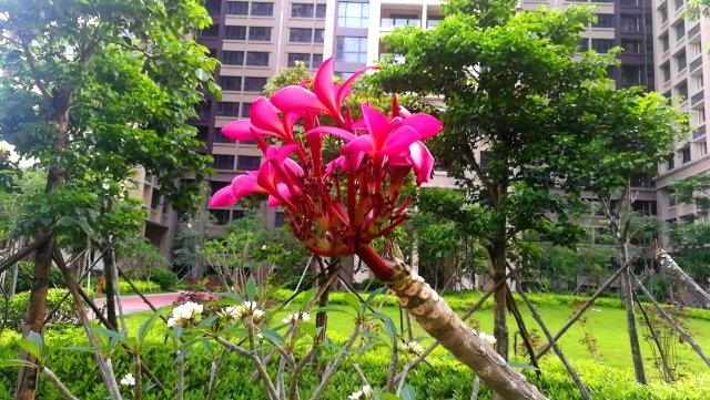 传说中的金沙,金沙世纪城最好小区