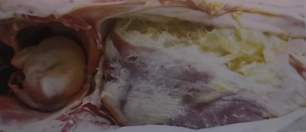 仔猪副猪病症状有哪些,哺乳仔猪副猪嗜血杆菌怎么治