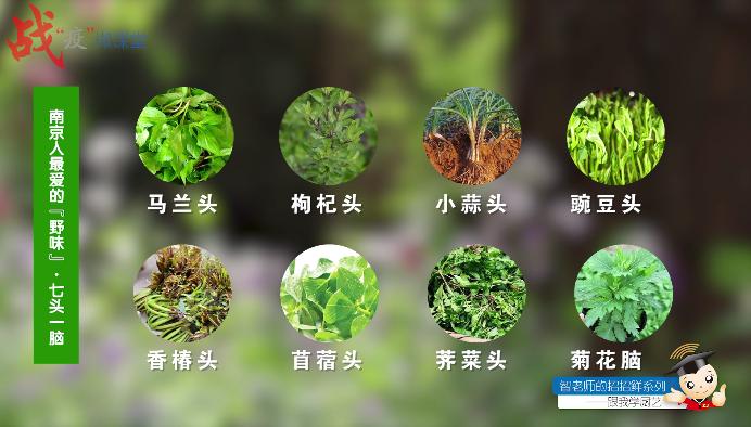 “智老师的招招鲜”微视频课程15《马兰头馄饨》（附视频）
