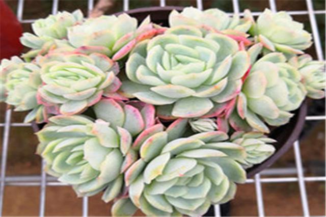 夏季养多肉冰梅方法,多肉冰梅如何养护