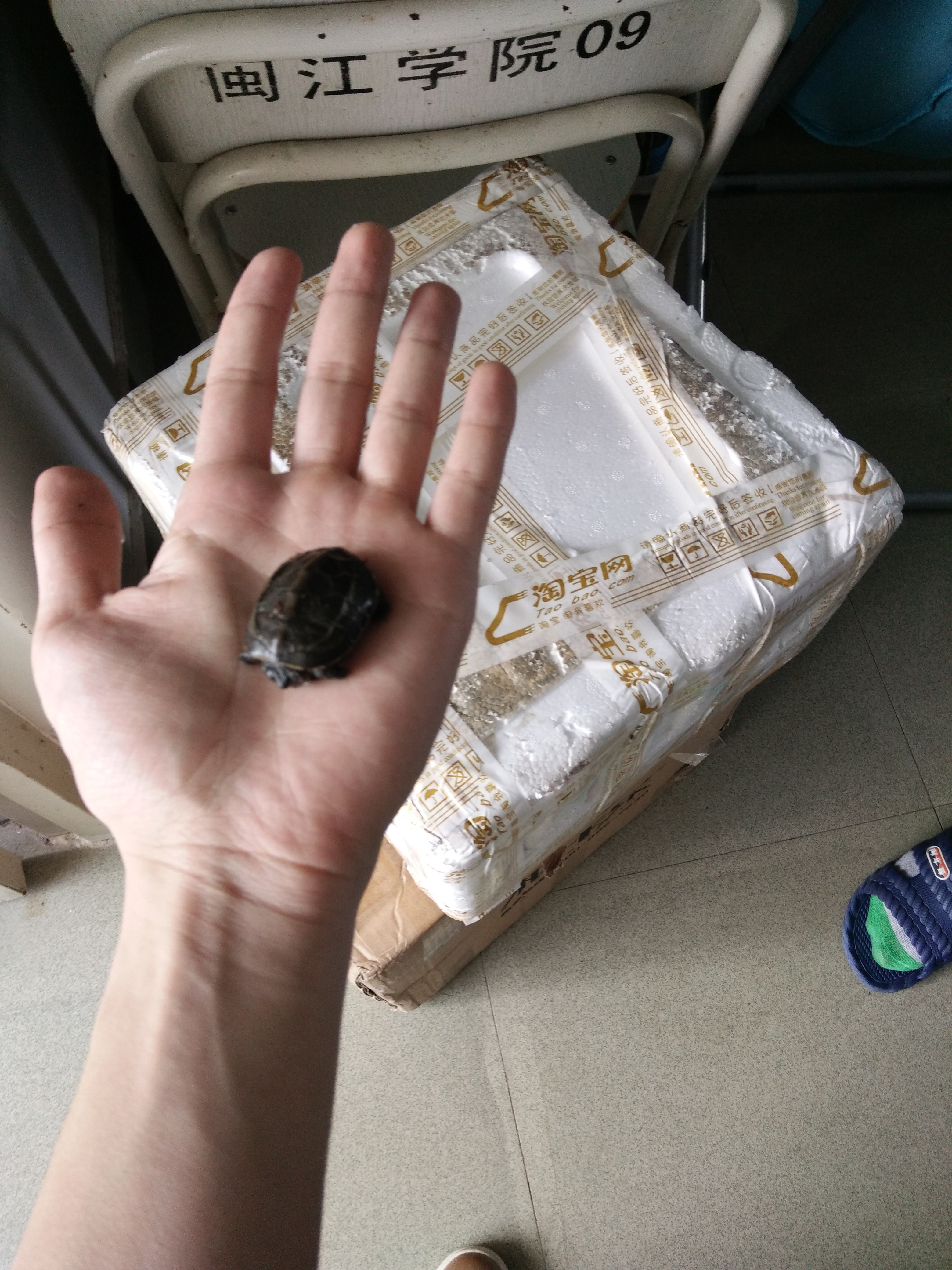 那些年我们一起养过的绿植,那些年我们一起养过的狗子