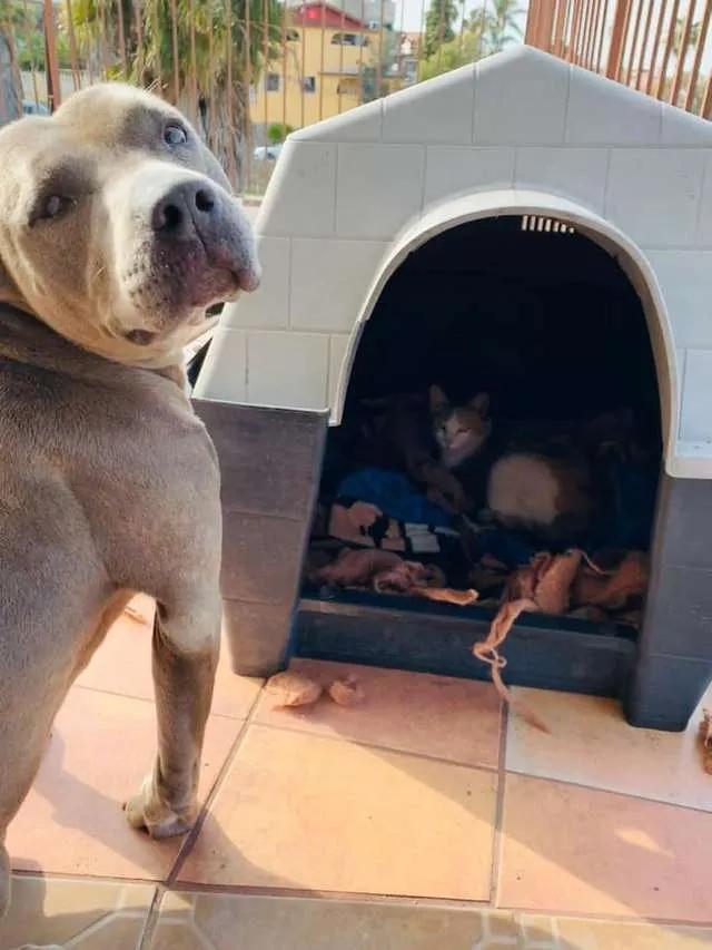 流浪猫和比特犬生小宝宝,比特犬和主人去狗窝