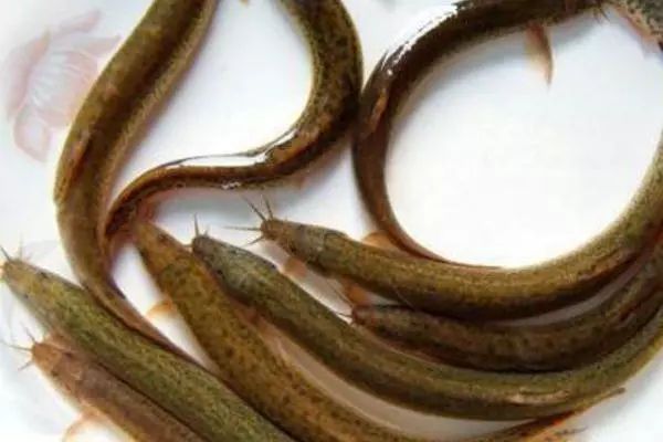 泥鳅养殖技术教学,华农园特大泥鳅养殖