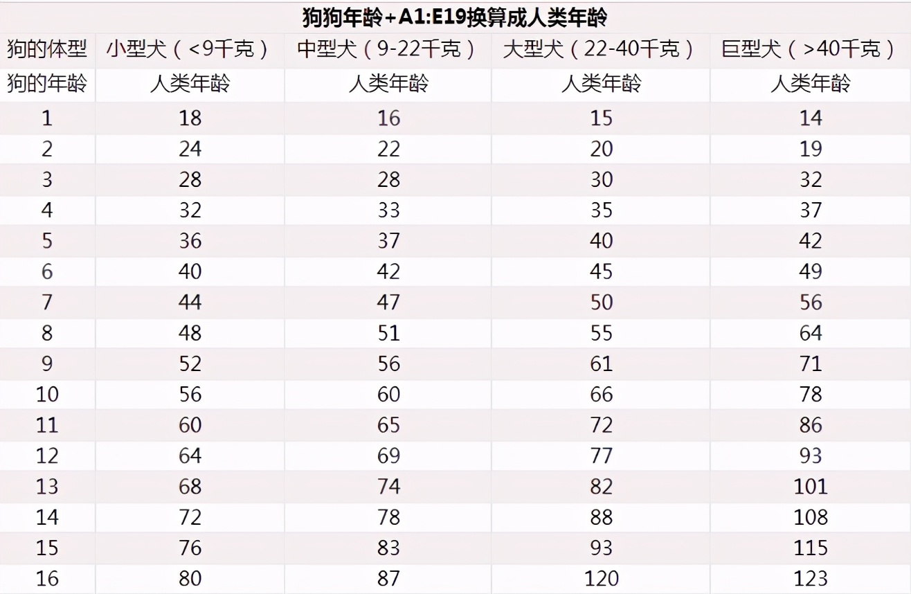 1分钟读懂狗狗的年龄,狗牙齿年龄对照表图解