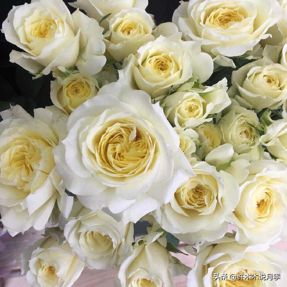 新手月季种植手册，牢记这6点，不死苗、开花多。新手收藏备用