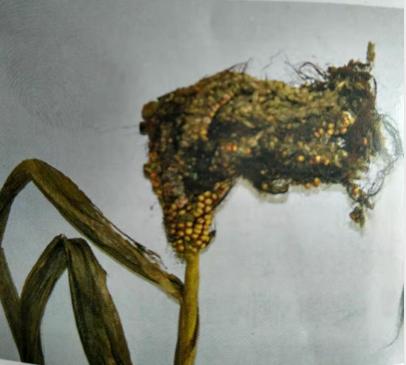 玉米为何出现“两性穗”，主要原因有哪些？该如何有效防治？