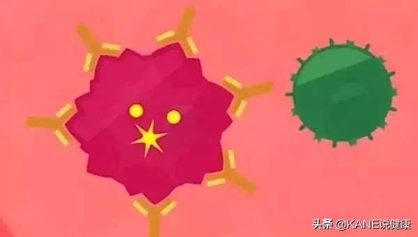 nk细胞消灭癌细胞实录,nk细胞杀神经元