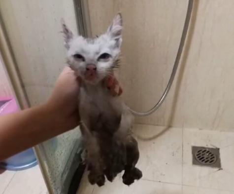 救助流浪猫被粘鼠胶,流浪猫粘鼠板救猫