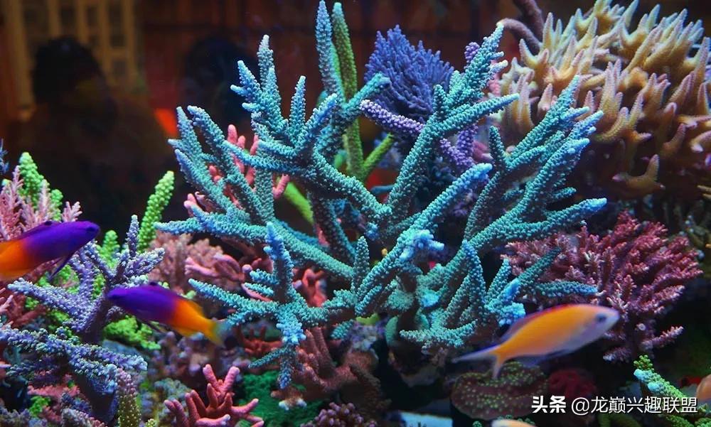惊cry！90cm海缸竟然饲养77种生物，你敢挑战吗？