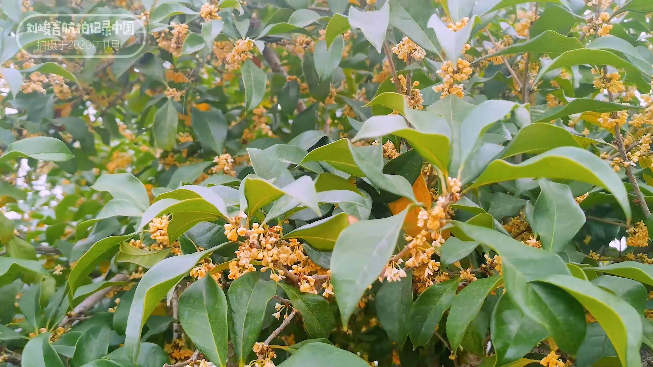 浙江省和福建省交界,浙江苍南和福建哪里交界