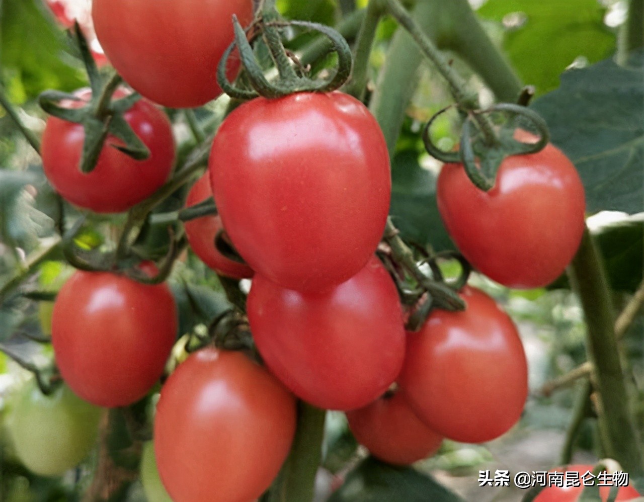 圣女果烂根防治药,圣女果黄叶卷叶怎么治