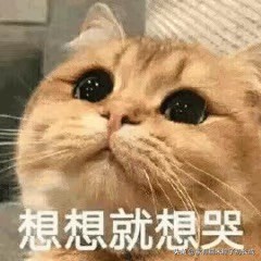 对猫咪过敏但是又想养猫怎么办,对猫过敏的人也可以养的猫