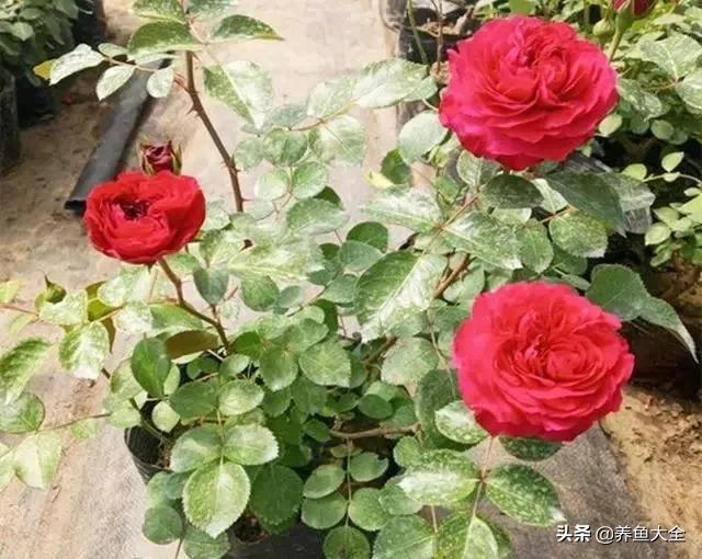 发霉的大米洗洗晒晒就可以了吗,发霉的大米千万不要吃