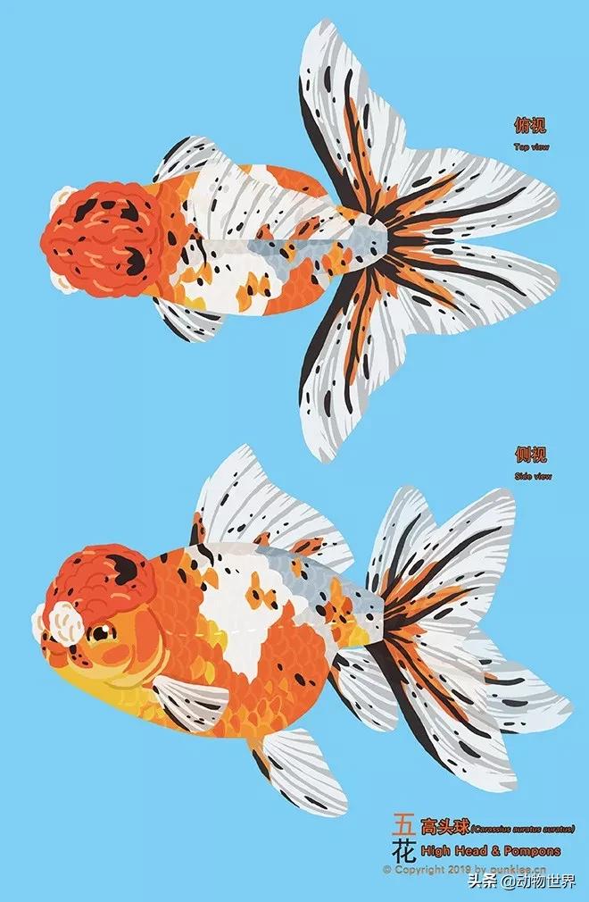 金鱼大图鉴详解,金鱼大图鉴2