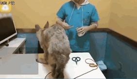 狗贩给狗狗灌水,狗贩给狗灌水