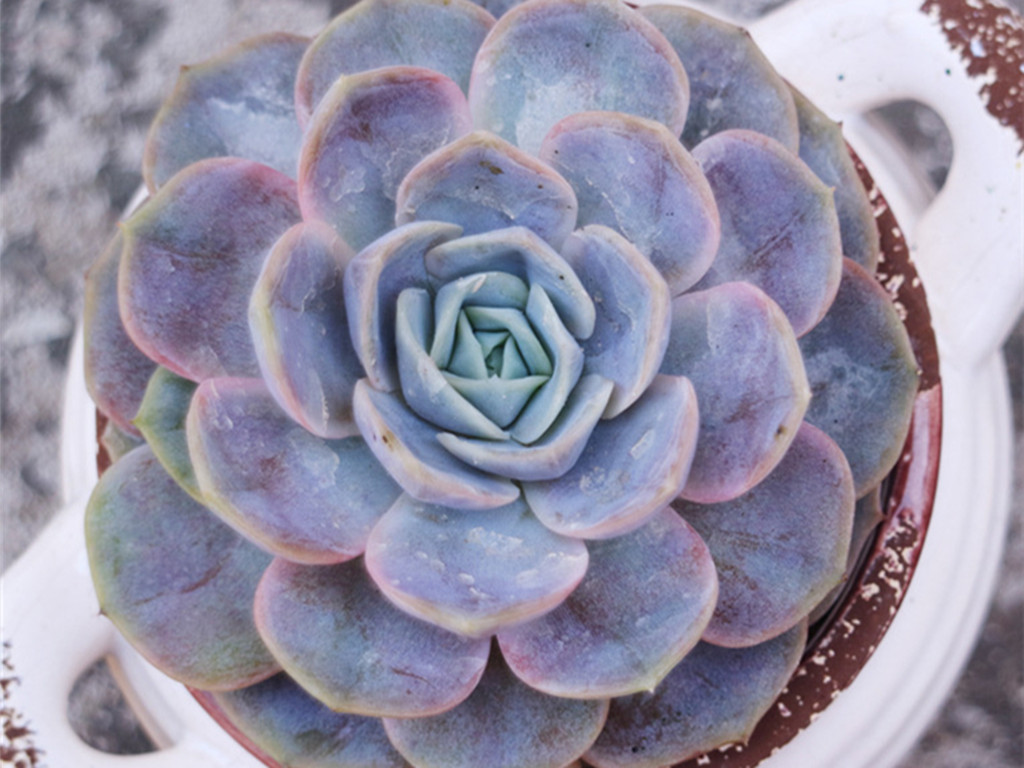 多肉掉叶子了怎么补救,多肉掉叶子怎么挽救