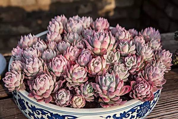 多肉植物树冰怎么养,多肉冰梅度夏关注事项