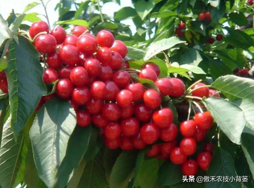 温室大棚大樱桃的高产栽培技术,一根棍大樱桃密植高产树形管理