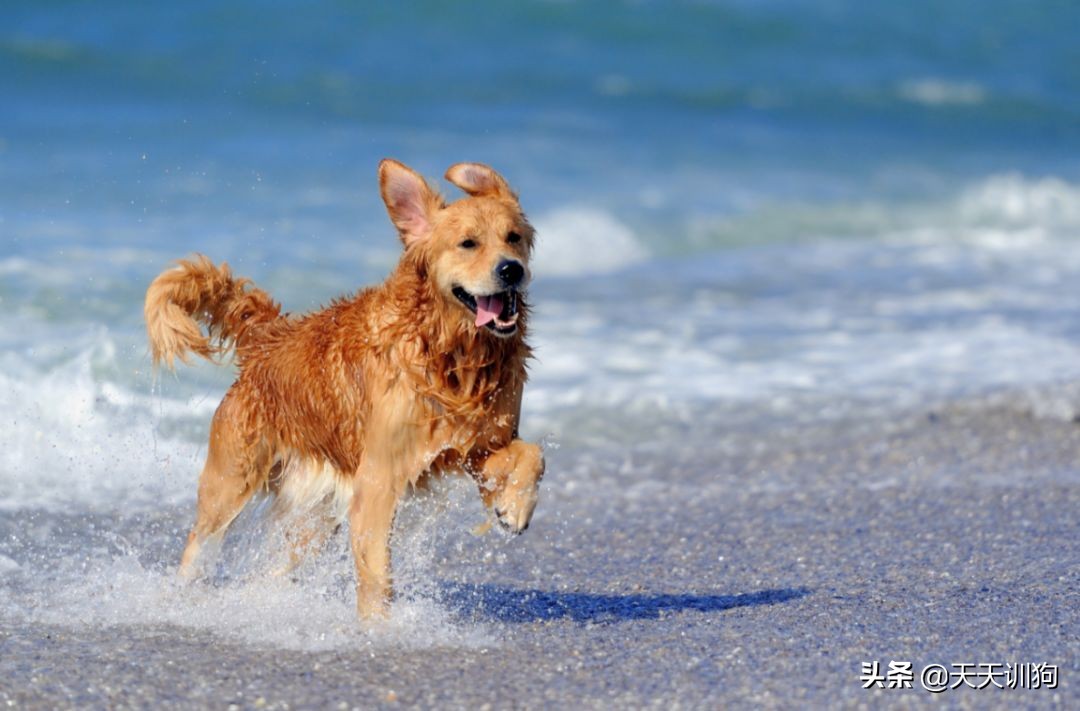 狗狗发情先别慌，这几招教你稳住TA