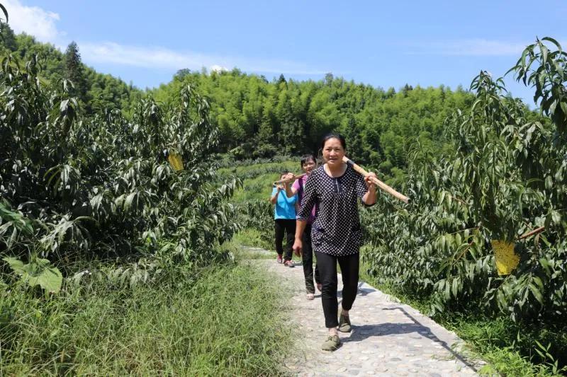 产业扶贫“双百”典型｜致富路上绽放的“红杜鹃”