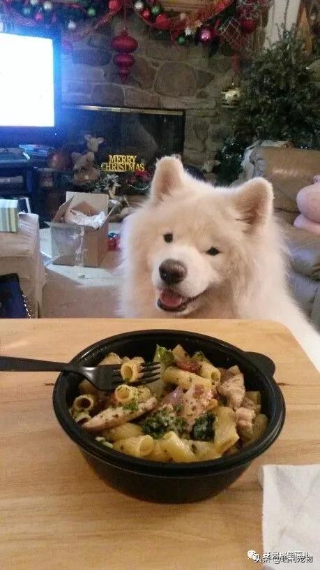 要狗看门？千万别选萨摩耶！这货除了笑不会干别的了