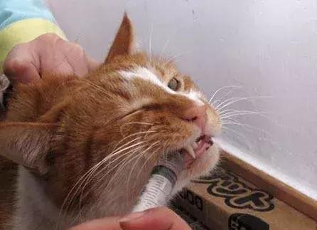 猫咪生病不吃东西该怎么喂药,猫咪喂药困难怎么办