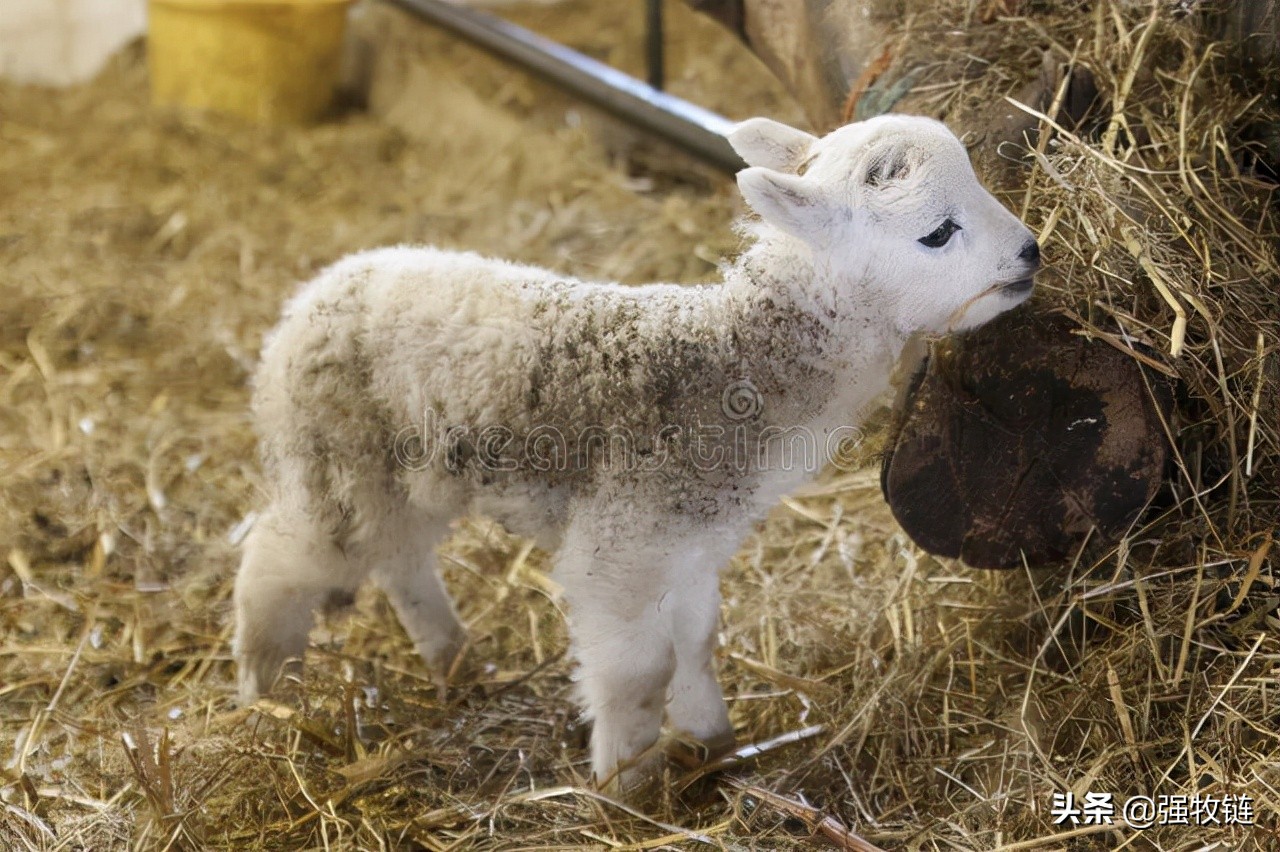 羔羊软瘫的原因及治疗方法,羔羊软瘫怎么办