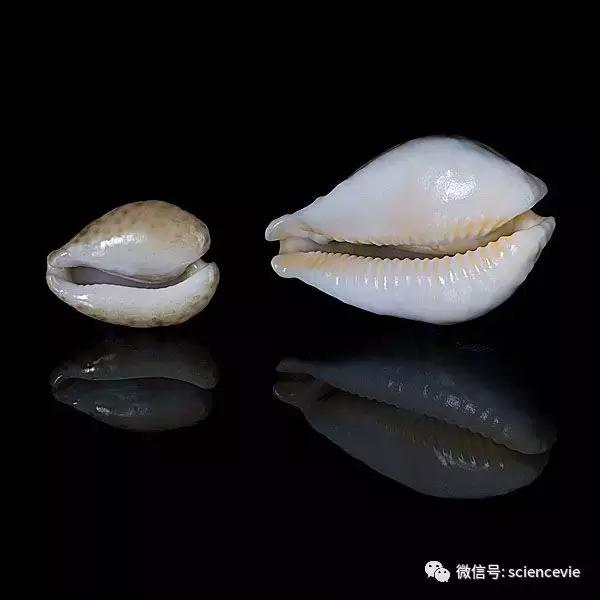 世界上最珍稀的50种贝壳,世界上最贵的贝壳排行榜